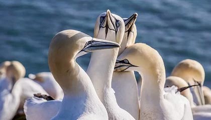 《好运肥妻带崽掀翻京城》（60集）热门短剧在线畅快追