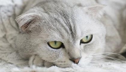 《巾帼老妈传奇归来》（60集）全集短剧在线畅快追