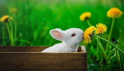 《天道长生》（85集）全集短剧在线免费看