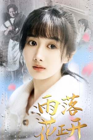 《雨落花正开》（62集）短剧免费在线追全集